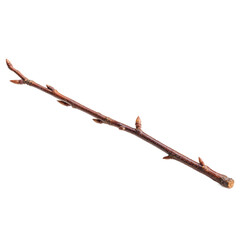 Bare Branch with Buds Springtime Twig Detail Stock Photo