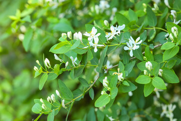 Beautiful blossoming white bush honeysuckle outdoors
