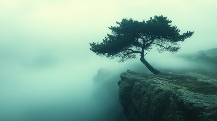 Misty mountaintop tree