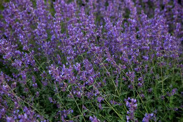 Fototapeta premium Background of blooming purple catnip 