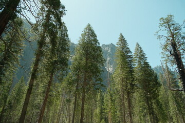 Yosemite National Park in California’s Sierra Nevada mountains green foliage on sunny day beautiful landscape