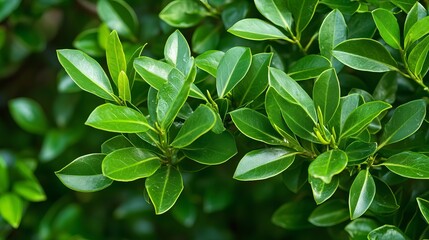 Obraz premium Vibrant Green Lush Foliage Natural Leaf Texture Background Detailed Closeup Photography Bright Sunlight Green Leaves Botanical Garden Nature Spring Summer 