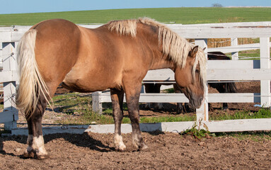 A brown horse with white hair is standing in a dirt field