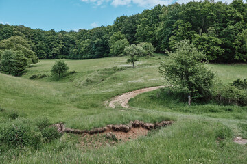 Lush green landscape with a winding path through trees in a serene rural area during a sunny day