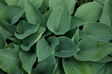 Obraz premium Large green leaves of hosta. Green plants in the garden, background of green leaves. 