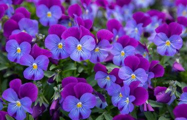Purple and blue pansies background