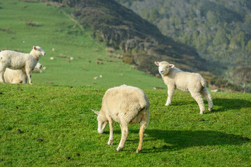 Cute baby lamb and ewe grazing on the rolling green hills. Golden Bay, South Island.