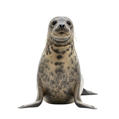 Front view of a grey seal looking up isolated on transparent bac