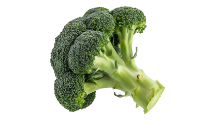 Fresh healthy broccoli head isolated against a clean white background with great detail