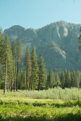 Yosemite National Park in California’s Sierra Nevada mountains green foliage on sunny day with waterfall