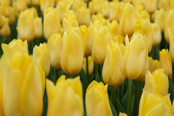 tulip, flower, spring, tulips, garden, nature, yellow, red, flowers, field, plant, blossom, bloom, floral, colorful, flora, beauty, summer, color, season, petal, orange, beautiful, blooming, pink