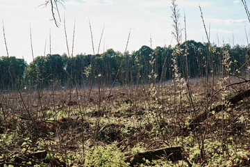 Clear-cut forest landscape with regrowth and stumps under blue sky in late afternoon light