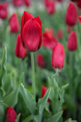 Fototapeta premium Bright pink tulips on green background, spring bloom. gardening, urban greening, soft focus, space for text, background 