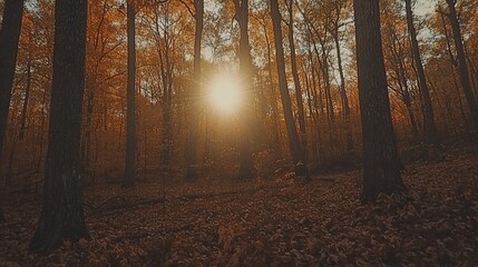 Autumn forest sunbeam
