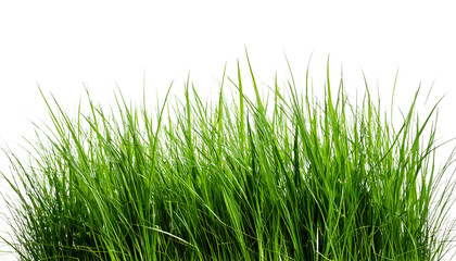 Fototapeta premium Grass Green Lush Nature Meadow Fresh Vibrant Outdoors Scenic, isolated on a white background 