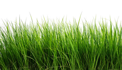 Fototapeta premium Grass Green Lush Nature Meadow Fresh Vibrant Outdoors Scenic, isolated on a white background 
