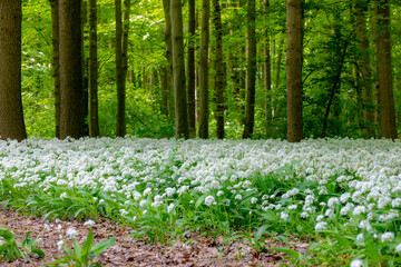 White flowers of Allium ursinum in spring, Ramsons (Daslook) in the forest, Edible wild leek or Wood garlic in Netherlands, Flowering plant in the amaryllis family Amaryllidaceae, Natural background.