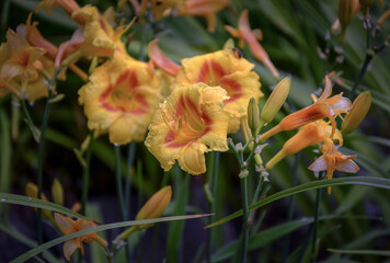 Yellow daylily after rain, blooming in the garden.