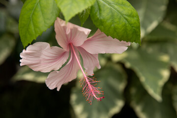 Large, soft pink hibiscus flower. Hibiscus bloom. Sudanese rose, Chinese rose. Close-up photo of...