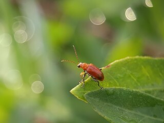 Monolepta beetle explores leaf surface, displaying its iconic slender body and bright hues.