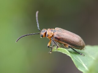 bug on a leaf
