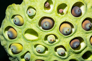 Closeup of a seed pod of a lotus plant, Connecticut.