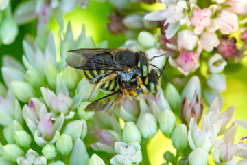 Mating behavior of two sphecid wasps on a sedum flower.