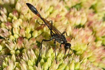Thin waisted wasp on a sedum flower in Manchester, Connecticut.