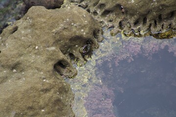 little crab in a tide pool with algae in la jolla cove san diego california