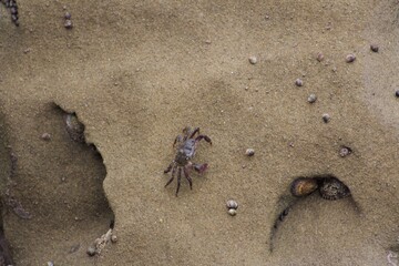 little crab on a rock in la jolla cove san diego california