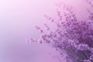 soft blur purple lavender pastel background, empty space copy text poster postcard, france flower design
