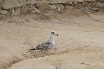 American Herring Gull Western Gull San Diego California