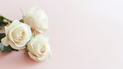 beautiful white roses on pastel pink background, empty blank copyspace for text wedding birthday greetings card, flowers design