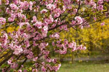 Close-up view of blooming sakura cherry blossoms on tree branches with vibrant pink petals in spring garden, with yellow forsythia in background. Seasonal nature beauty, flora and renewal