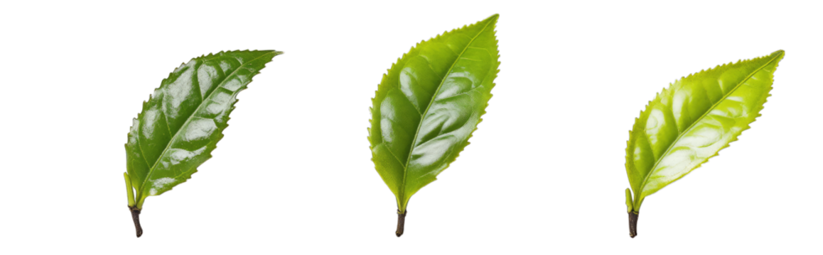 Three Green Tea Leaves Isolated On Transparent Background The Leaves Are Arranged In A Row From Left To Right The Left Leaf Is The Darkest Green The Middle Leaf Is A Lighter Green And The Right Leaf I