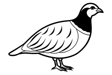 partridge silhouette line art vector illustration with a white background