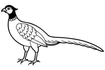pheasant silhouette line art vector illustration with a white background