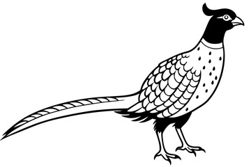 pheasant silhouette line art vector illustration with a white background