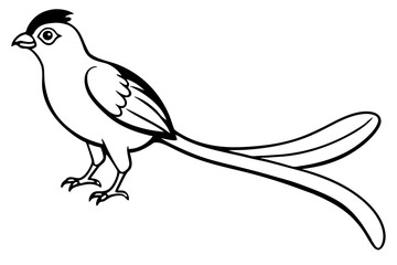 quetzal silhouette line art vector illustration with a white background