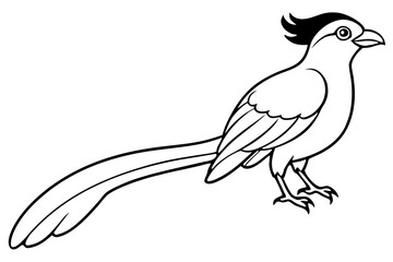 quetzal silhouette line art vector illustration with a white background