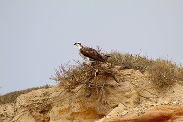 Osprey bird resting close up at Torrey Pines state natural reserve park in San Diego California