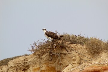 Osprey bird resting close up at Torrey Pines state natural reserve park in San Diego California