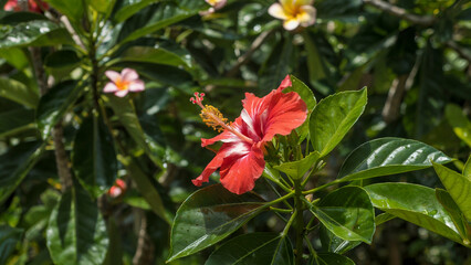 Vibrant red hibiscus flower with lush green foliage in a tropical garden setting