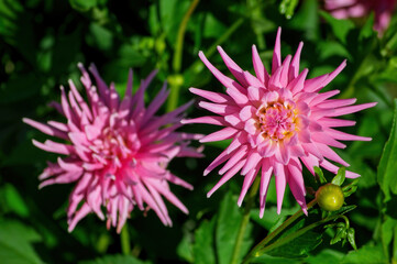 Obraz premium Vibrant Pink Dahlias in Bloom Surrounded by Greenery