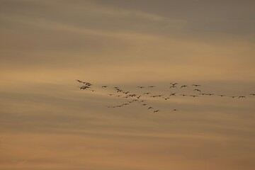 Flock of birds migrating south in v formation during sunset golden hours in san diego california