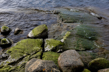 Stones covered with green seaweed in the water.