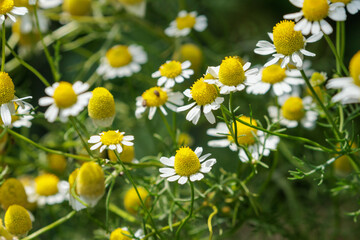 ガーデニングのシャーマンカモミール