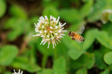 シロツメクサの蜜を集めるミツバチ