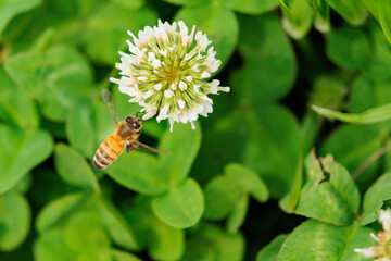 シロツメクサの蜜を集めるミツバチ