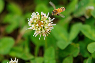 シロツメクサの蜜を集めるミツバチ